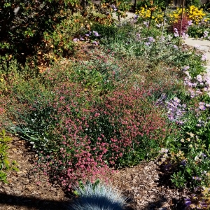 plants